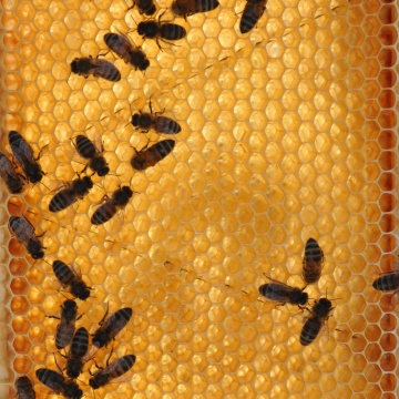 Beehive frame, honeycombed with two dozen honey bees on it