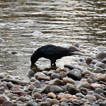 A crow standing in the Dee, drinking water.